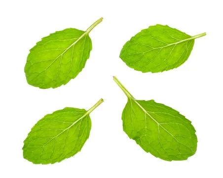 Peppermint isolated on the white background Stock Photos