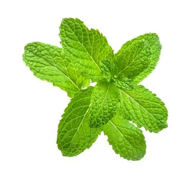 Peppermint isolated on the white background Stock Photos