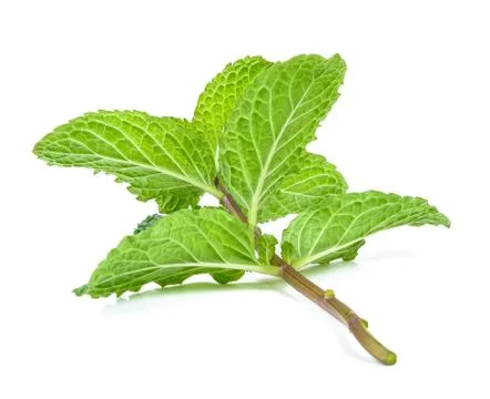 Peppermint isolated on the white background Stock Photos