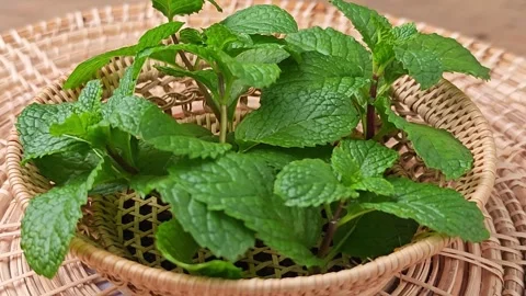 Peppermint leaf. Freshness organic background. Stock Footage 306003969