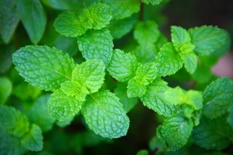 Peppermint leaf in the garden background - Fresh mint leaves in a nature gree Stock Photos