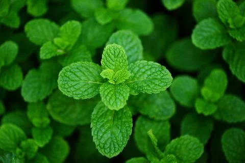 Peppermint leaf in the garden background - Fresh mint leaves in a nature gr.. Stock Photos