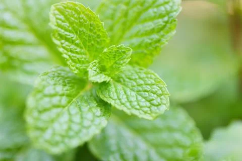 Peppermint leaf in the garden background - Fresh mint leaves in a nature gr.. Stock Photos