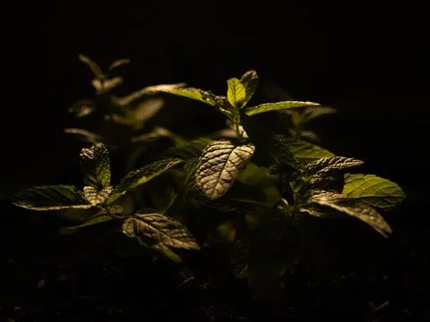 Peppermint leaf in the garden dark background Fresh mint leaves in a nature Stock-Fotos