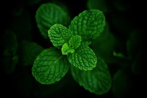 Peppermint leaf in the garden dark background - Fresh mint leaves in a natu.. Stock Photos