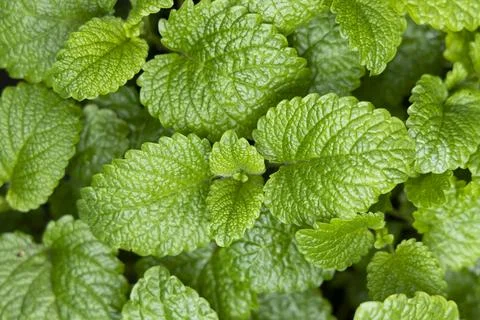 Peppermint leaf texture close up, pattern of green mint leaves, top view Stockfoto's