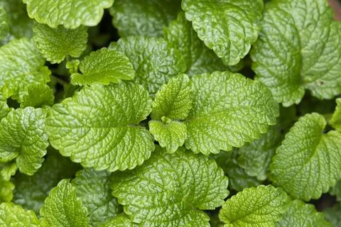 Peppermint leaf texture close up, pattern of green mint leaves, top view Stock Photos