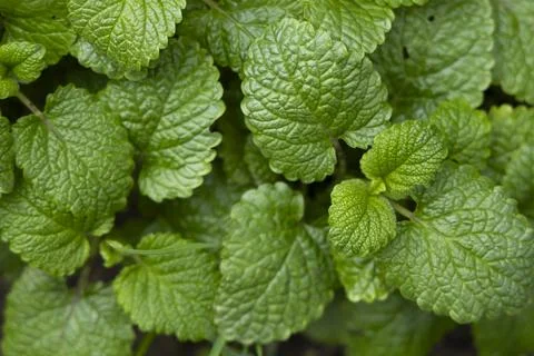 Peppermint leaf texture close up, pattern of green mint leaves, top view Stock Photos