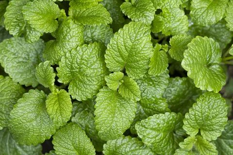 Peppermint leaf texture close up, pattern of green mint leaves, top view Stock Photos