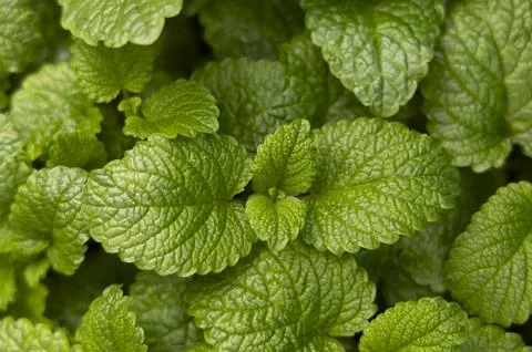 Peppermint leaf texture close up, pattern of green mint leaves, top view Stock Photos