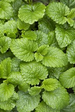 Peppermint leaf texture close up, pattern of green mint leaves, top view Stock Photos