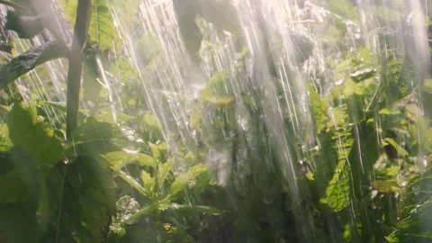 Peppermint leaves being watered with fresh water. Stock Footage 313389080