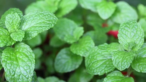 Peppermint Leaves Stock Footage 206894916