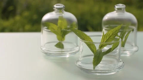 Peppermint leaves in glass jars Stock Footage 137200068