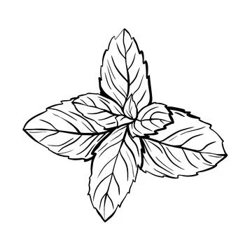 Peppermint leaves isolated on a white background Stock Illustration