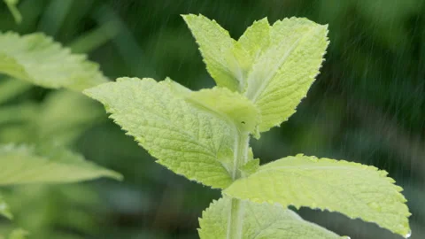 Peppermint is live, not cut. Stock Footage 278279081