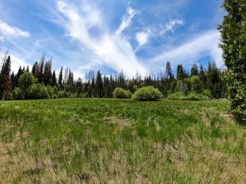 Peppermint Meadows Stock Photos