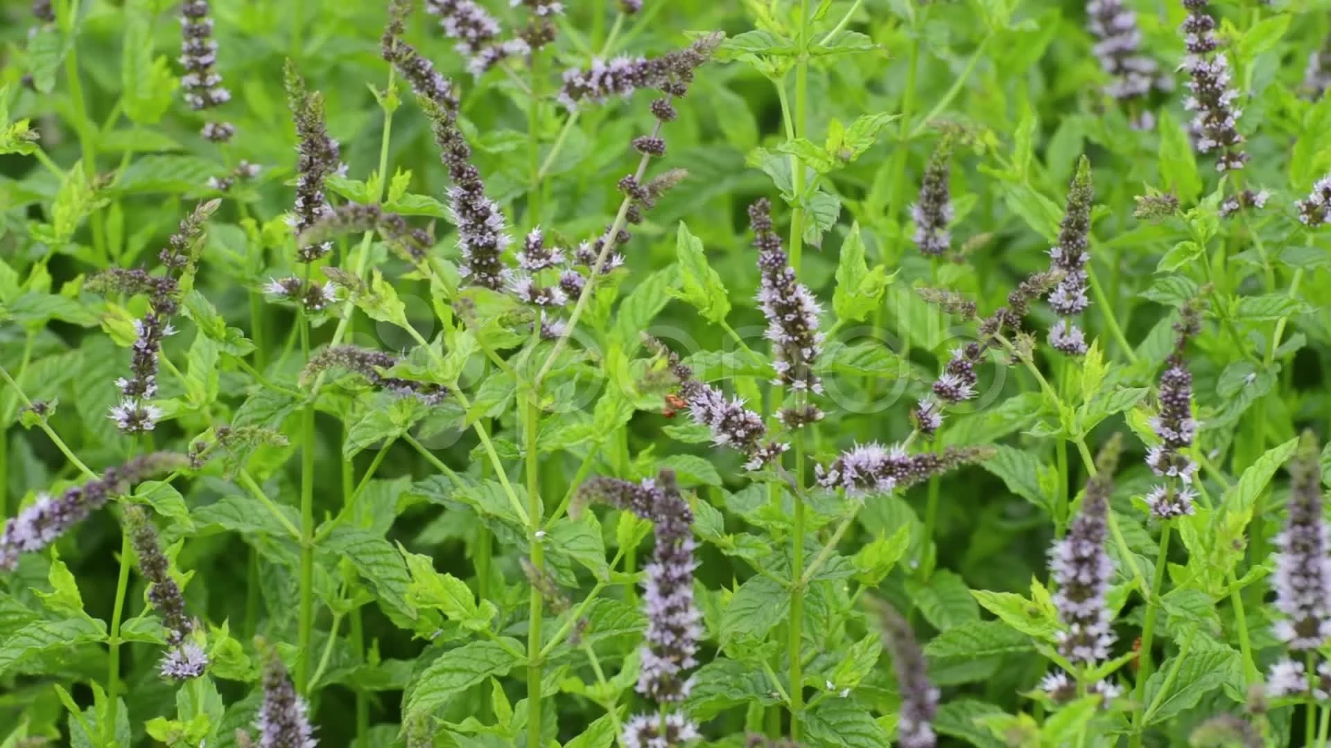 Peppermint (Mentha x piperita)