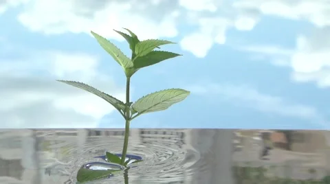 Peppermint. Mint branches grow out of the water and hide back into the water. Video stock 55903367