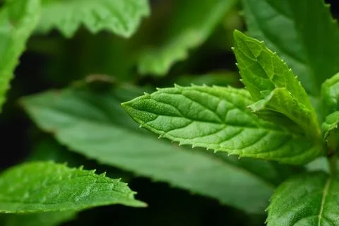 Peppermint. Mint leaf texture close up. Soft focus Stock Photos