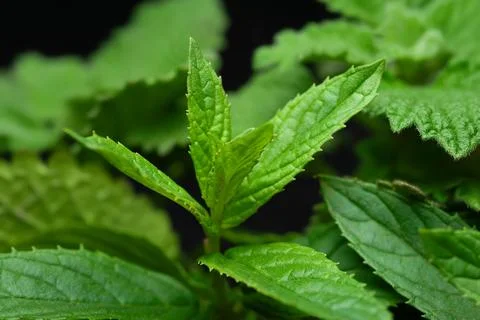 Peppermint. Mint leaf texture close up. Selective soft focus Stock Photos
