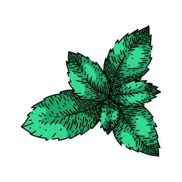 Peppermint mint sketch hand drawn vector Stock Illustration