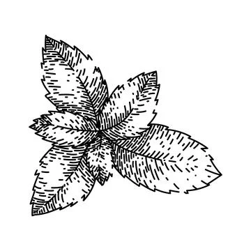 Peppermint mint sketch hand drawn vector Illustrazione stock