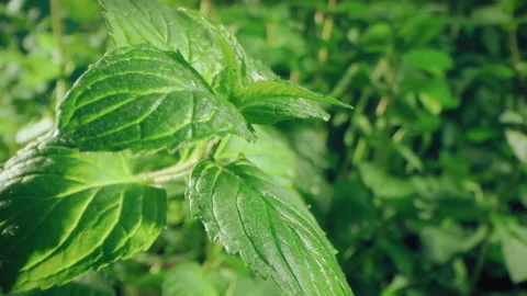 Peppermint. Mojito Cocktail ingredient Video stock 143437417