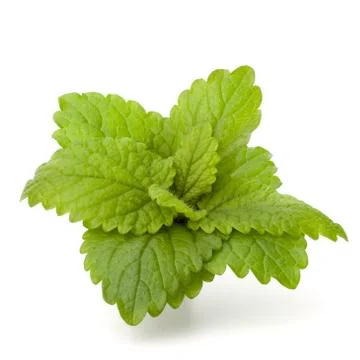 Peppermint or  mint bunch Stock Photos