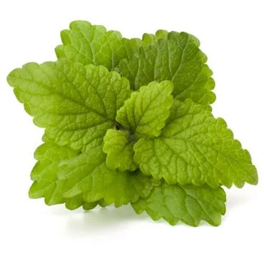 Peppermint or  mint bunch Stock Photos