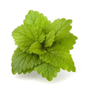 Peppermint or  mint bunch Stock Photos