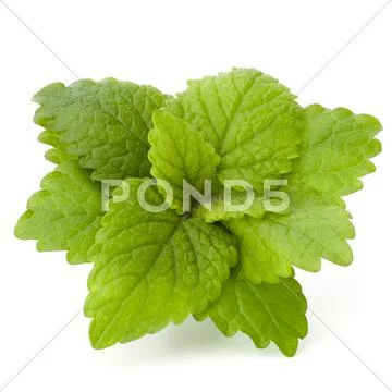 Peppermint or mint bunch Stock Photos