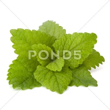 Peppermint or mint bunch Stock Photos