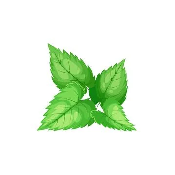 Peppermint or watermint, spearmint tea herb leaf Stock Illustration