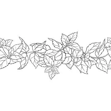 Peppermint Outline Horizontal Seamless Pattern Stock Illustration