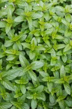 Peppermint 写真素材