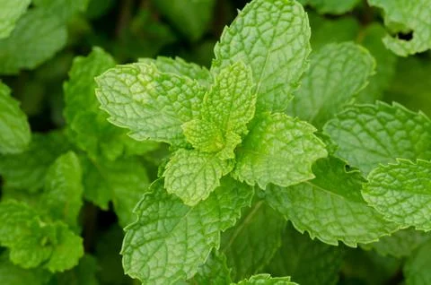 Peppermint Stock Photos