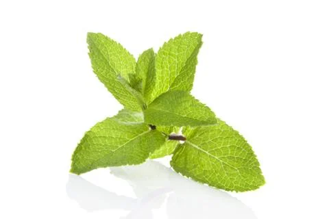 Peppermint. Stock Photos