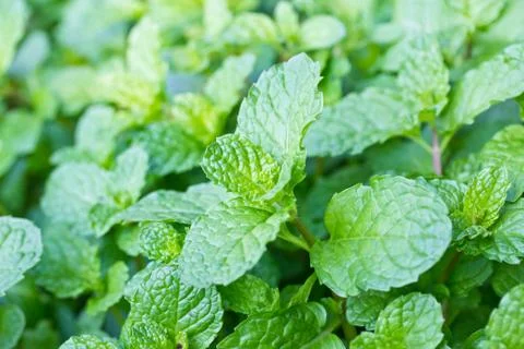 Peppermint Stock Photos