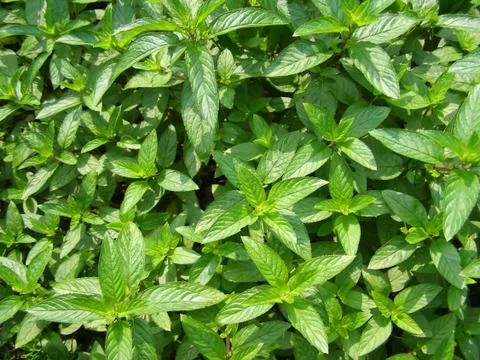 Peppermint Stock Photos