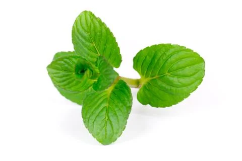 Peppermint Stock Photos