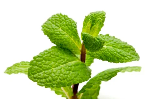 Peppermint Stock Photos