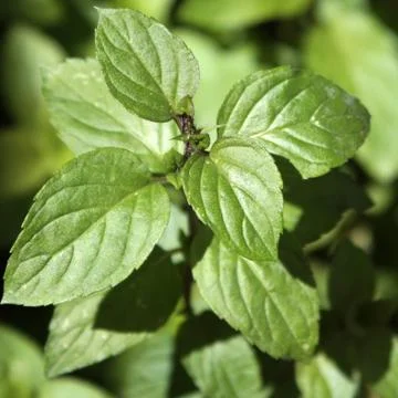 Peppermint Stock Photos