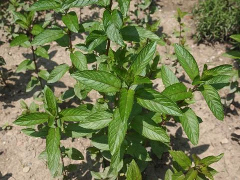 Peppermint Stock Photos