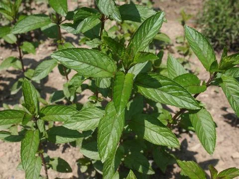 Peppermint Stock Photos