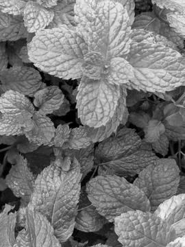 Peppermint Stock Photos