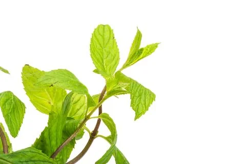 Peppermint Stock Photos