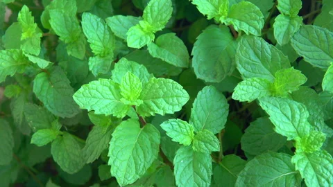 Peppermint plant 스톡 동영상 297555269