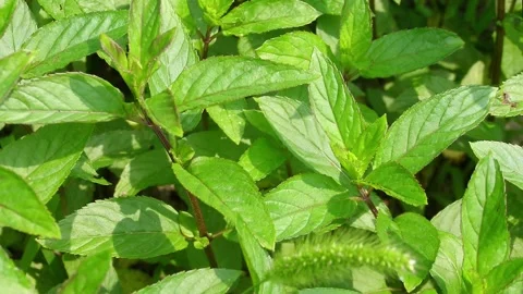Peppermint plant leaves Stock Footage 141805380