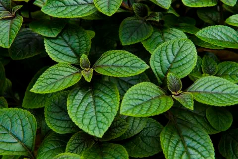 Peppermint plant Stock Photos